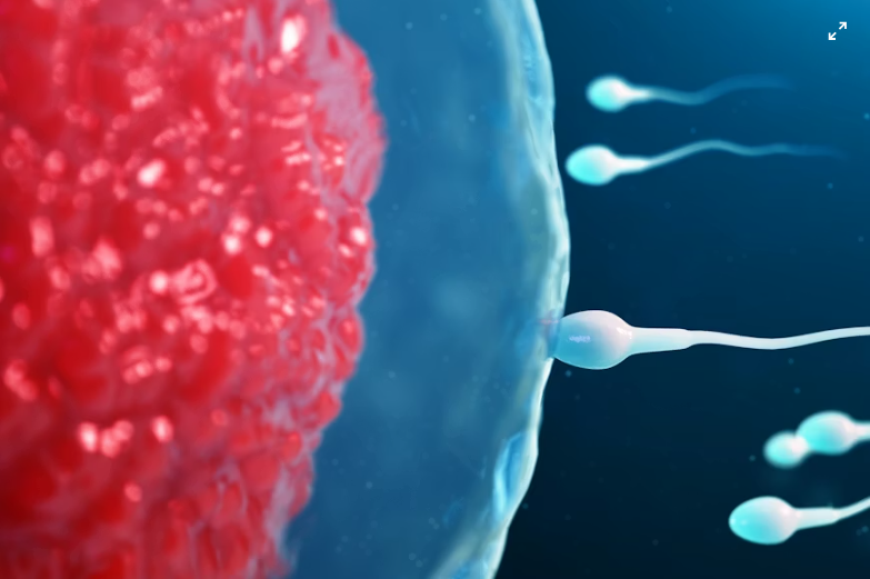 This is an image of sperm cells swimming towards an egg during the fertilisation process.